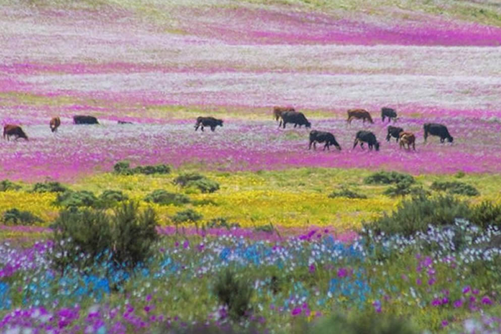 Los jardines del desierto de Atacama. Por María Margarita Pérez Vallejos