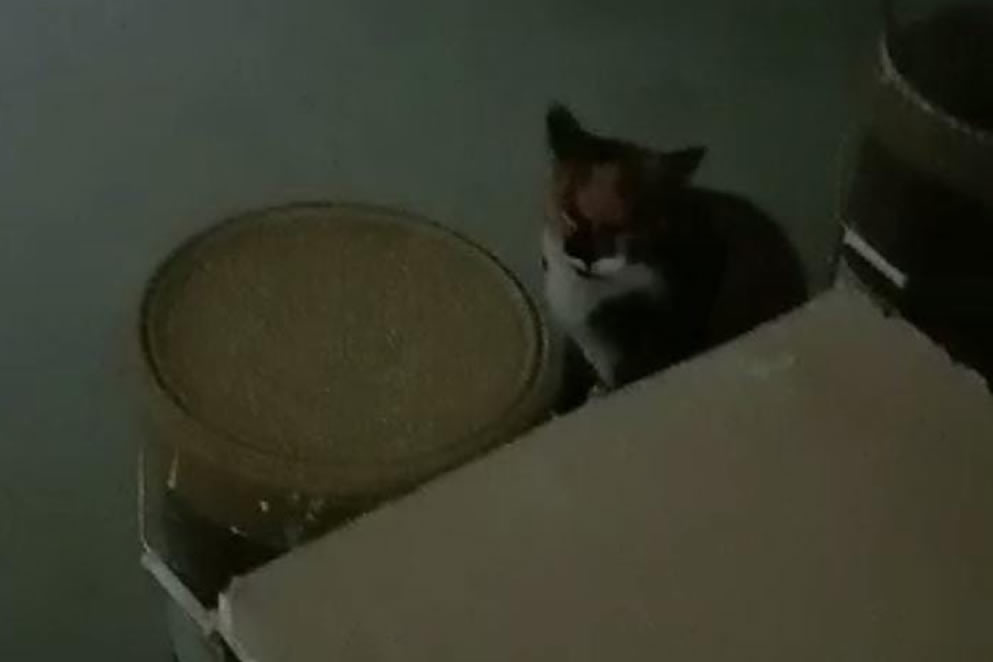 Viento Puelche y la gata berlina. Por María Margarita Pérez Vallejos