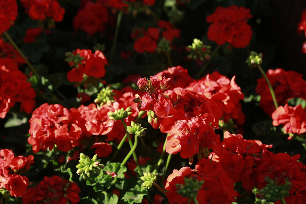 Pieles desnudas. Por María Elena Gómez