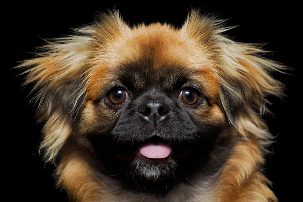 Carta abierta de Susana Orlandi de un perro of the country a un perro in the country