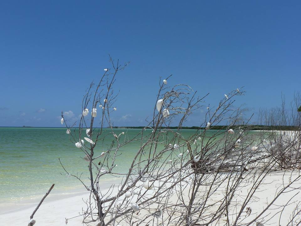 Los tules canción. Autores: Juan Botana y Ana Casale