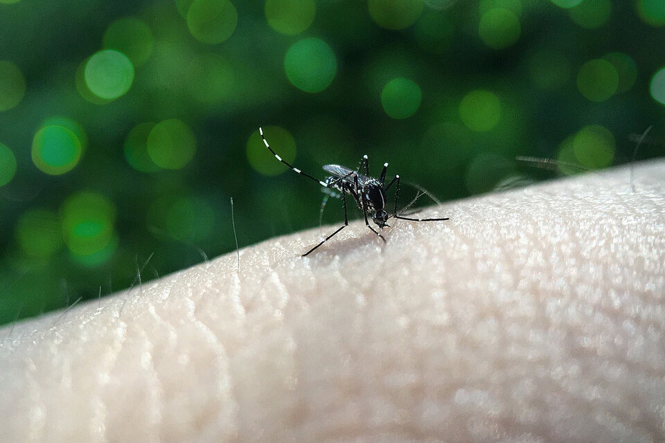 Ninguneo en guardias, fiebre alta y un “dolor rompe huesos”: tener dengue hoy en Argentina