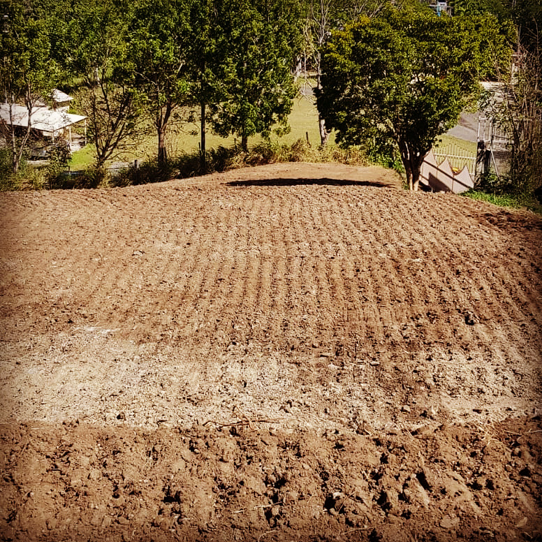 Carta abierta de Alba Estrella Gutierrez a la poesía