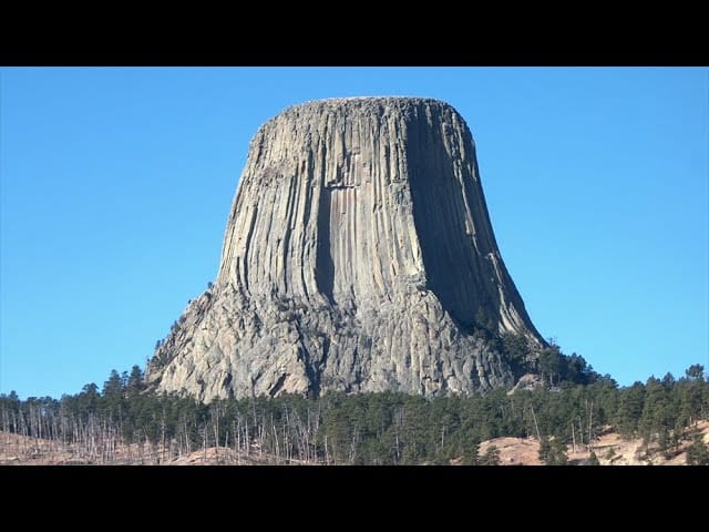 Carta abierta de Juan Rouzek al árbol ancestral