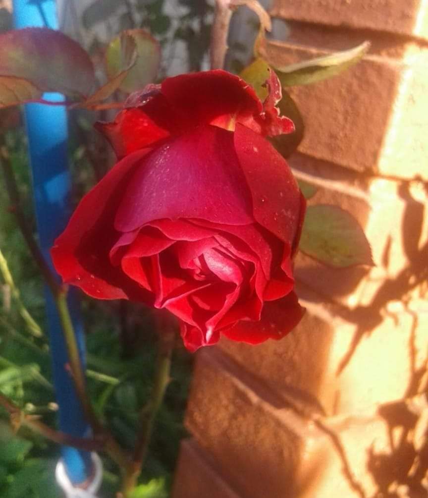 Te elijo. Por María Margarita Pérez Vallejos