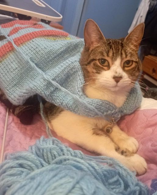 Carta abierta de María Margarita Pérez Vallejos a su gata gorda