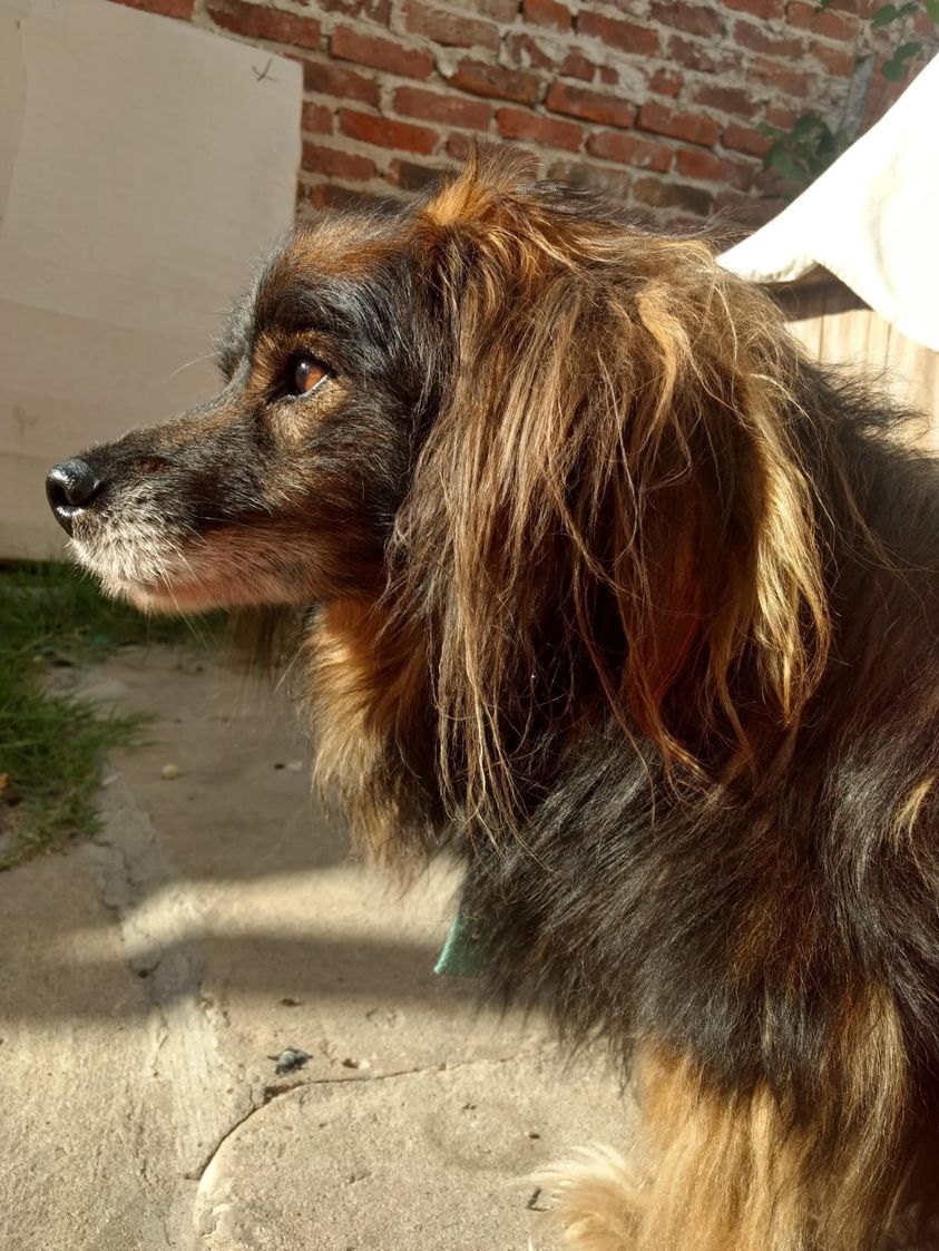 Carta abierta de Gladys Giménez Ortigoza a su compañero más fiel (y el de todos los humanos)