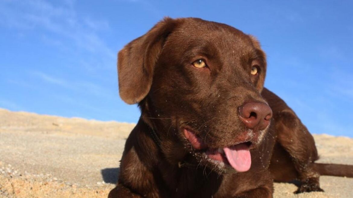 Carta abierta de Gregorio Anduja Rojas a su perro Salamero