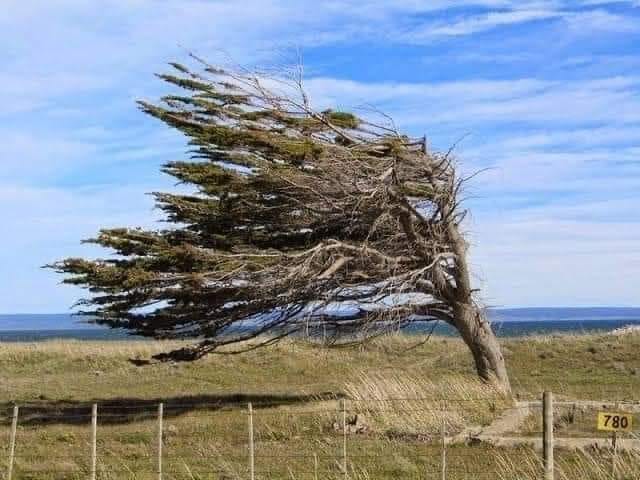 Carta abierta de Omar Rodríguez a los árboles