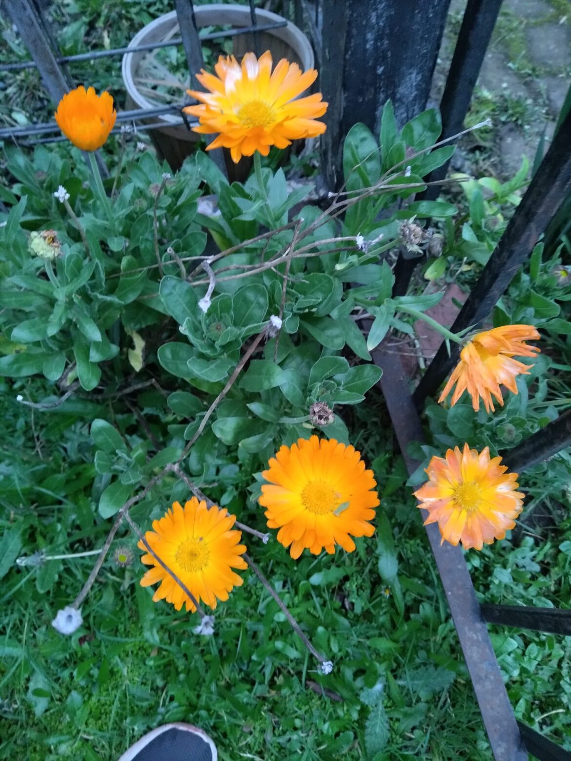 Carta abierta de María Margarita Pérez Vallejos al documental “Poético”