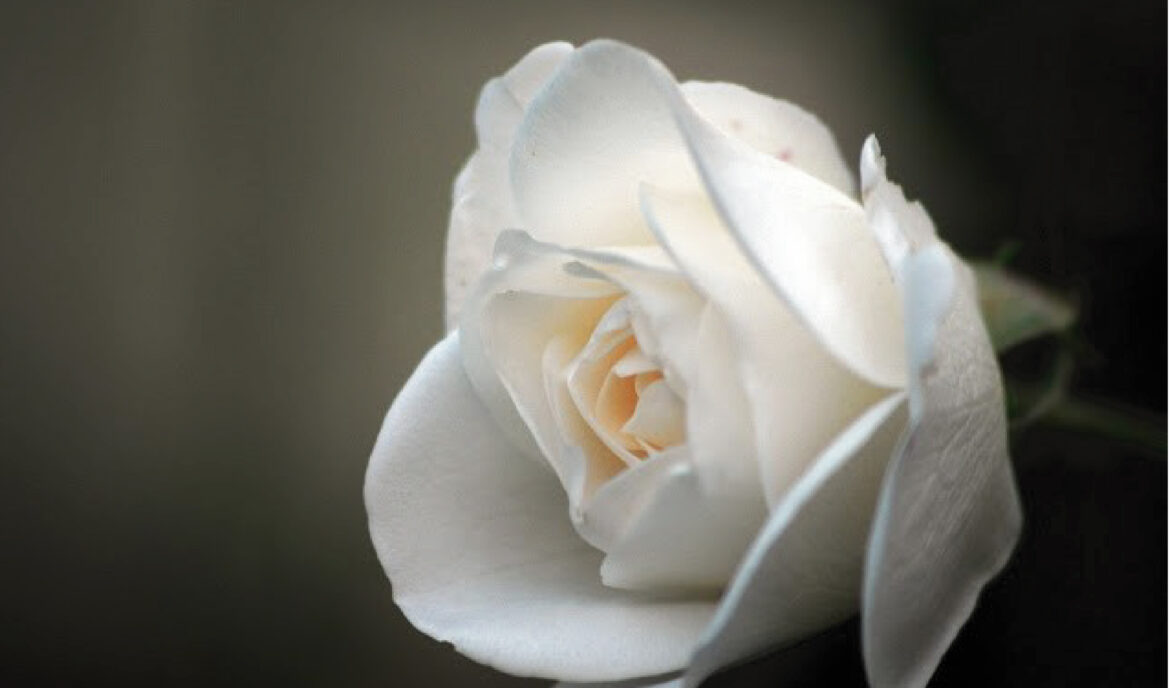 Duelo. Por Susana Badano