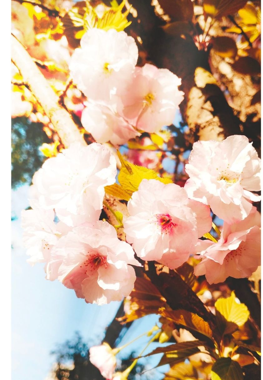 Franja de Gaza: la tierra es una sola y ninguna frontera puede separar el aire que respiramos. Por María Margarita Pérez Vallejos