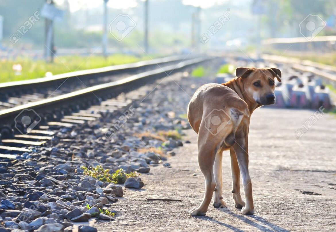 Fidelidad. Por Adriana Barragán
