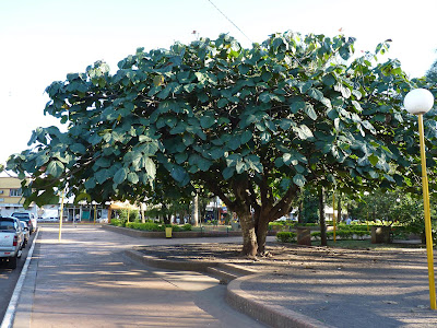 El árbol de poemas (el legado). Por María Inés Peralta