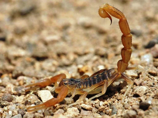 Ritual de alacranes. Por Luis Arévalo