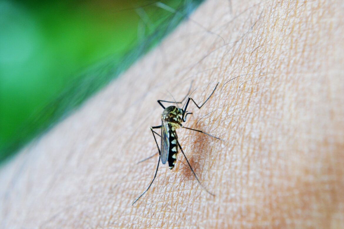 Alerta Dengue. Por Carmen Mostafa