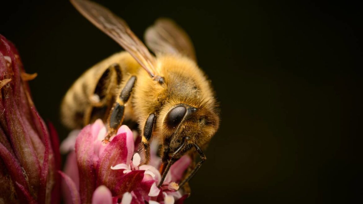 Las abejas. Por Alicia Beatriz Alvarez