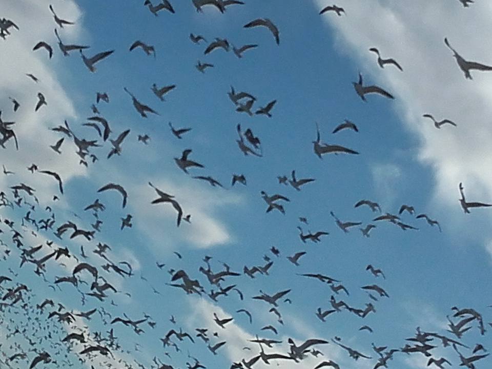 Fucsia. Por Argelia Díaz