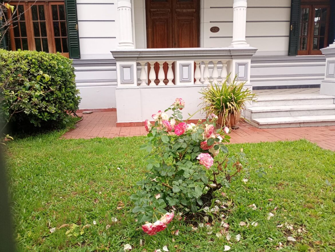 Girasoles. Por Juan Botana