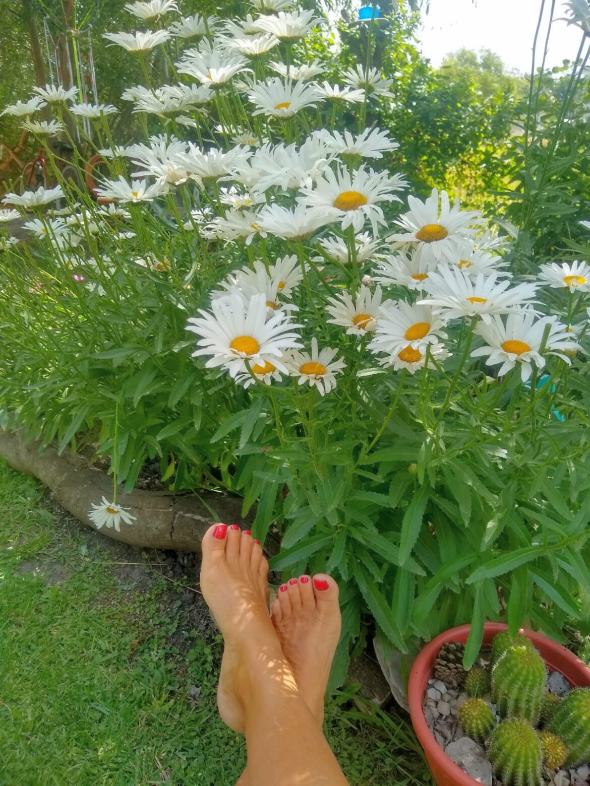 Margaritas. Por Rita Frank