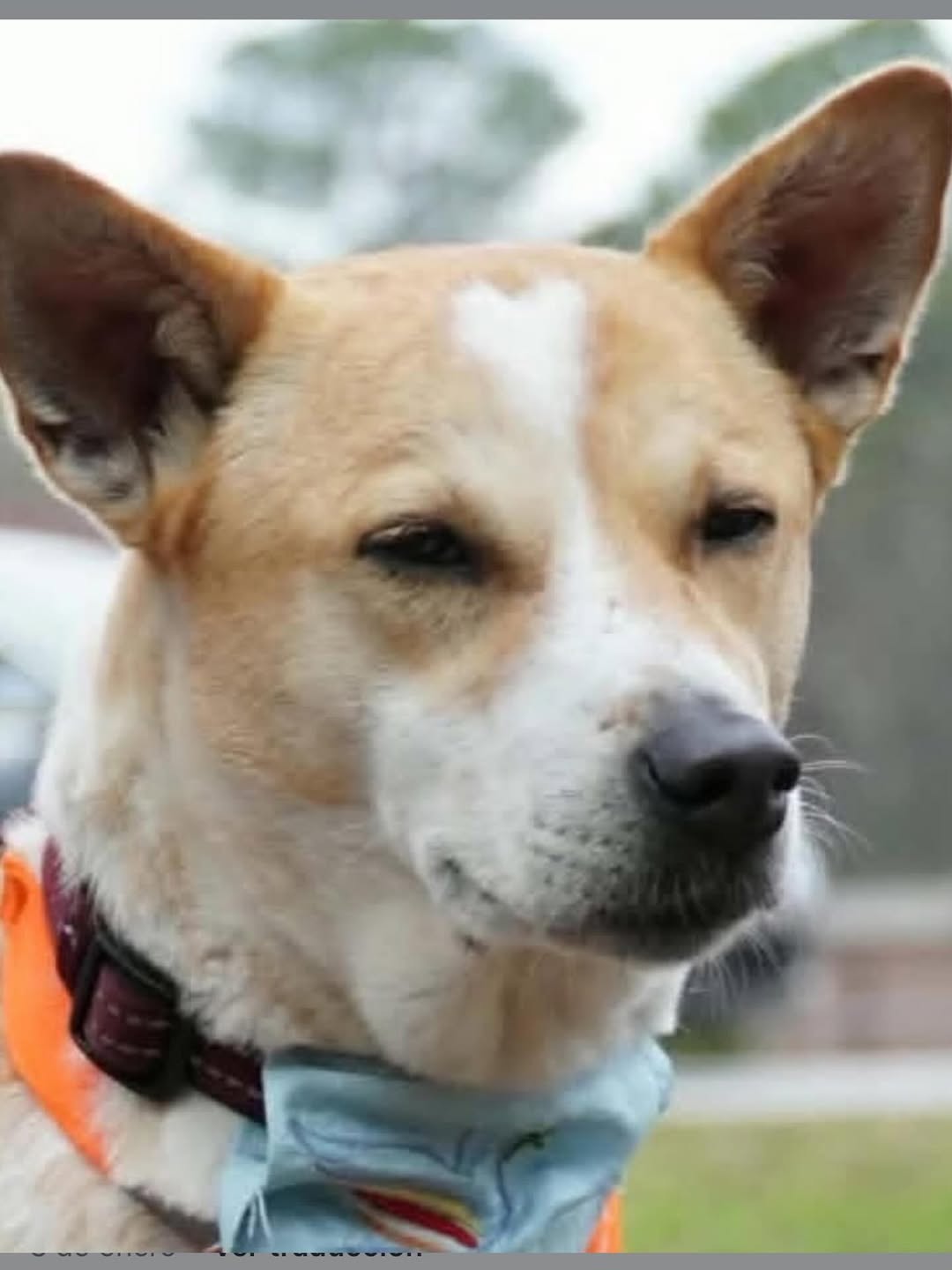 Aloka. Por Verónica Vallejos