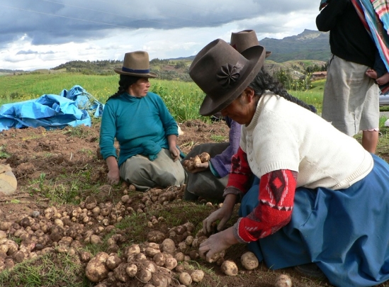 De la Quebrada de Humahuaca al mundo: una cooperativa jujeña compite por un premio internacional gracias a Sabe la Tierra